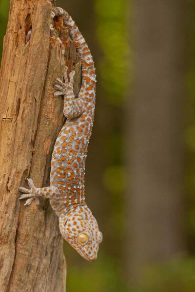 USA, North Carolina Tokay gecko on a tree stump